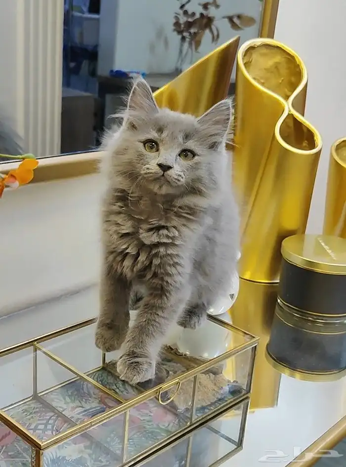 قطة صغيرة كتن 3