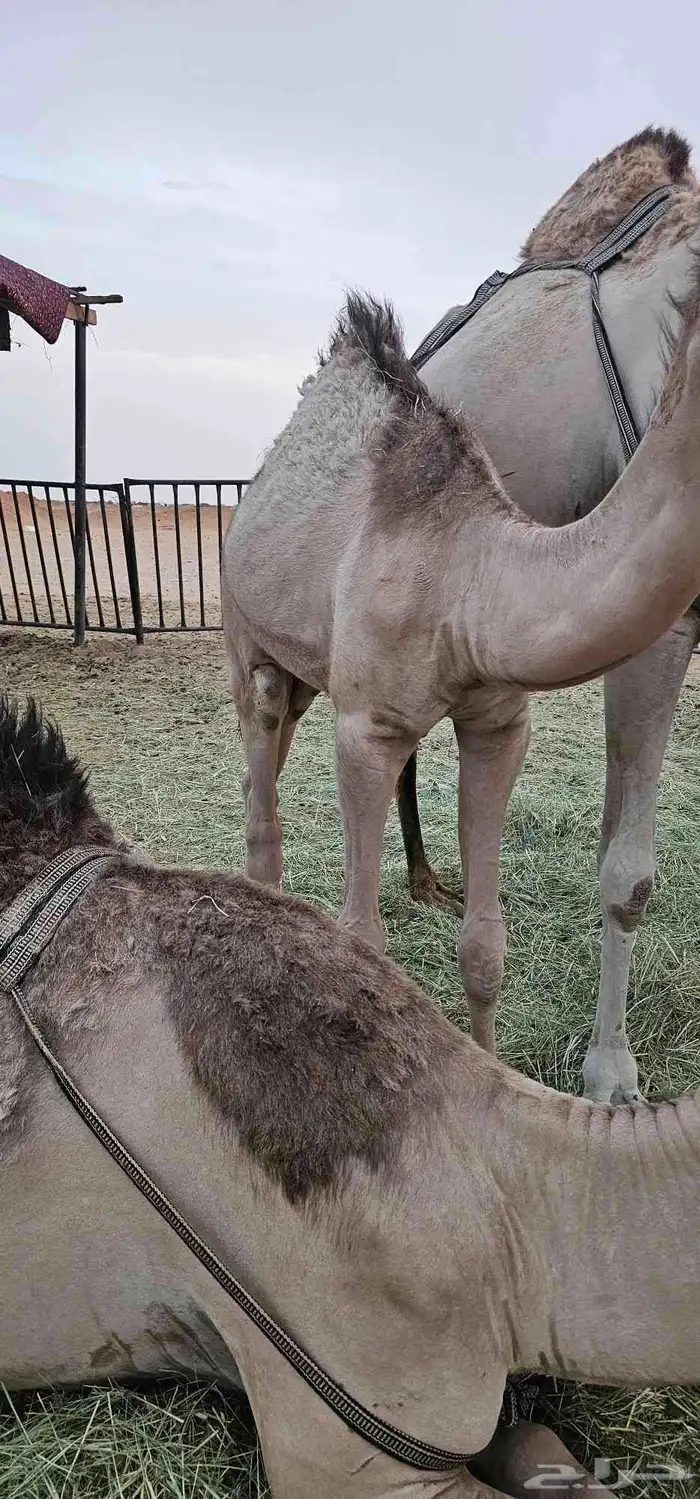 قعود للبيع 0