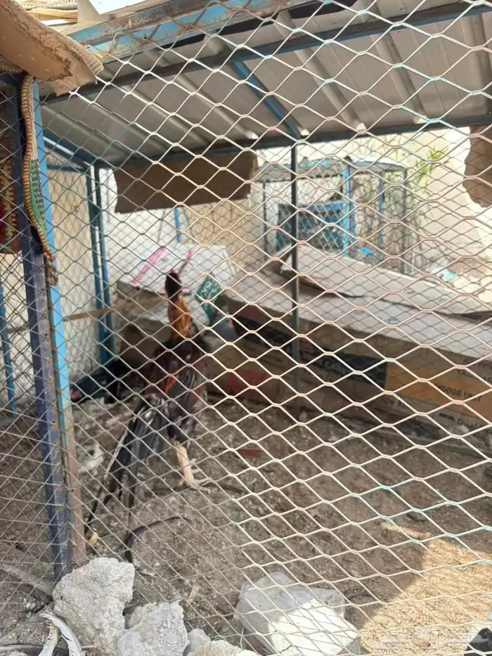 ديك ودجاجة باكستاني 1