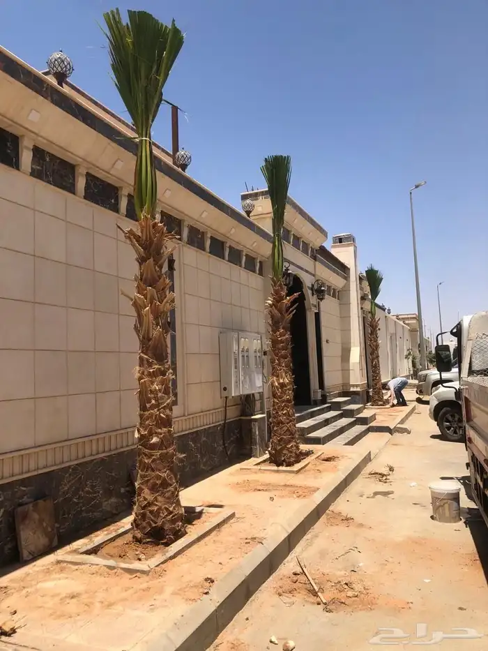 نخيل عربي وواشنطني شبوك ومضلات وسواتر وهناجر وأشجار زينه 4