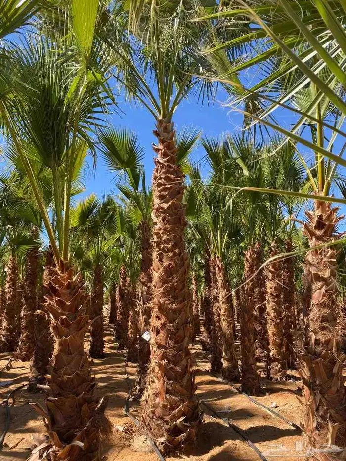 نخيل عربي وواشنطني شبوك ومضلات وسواتر وهناجر وأشجار زينه 0