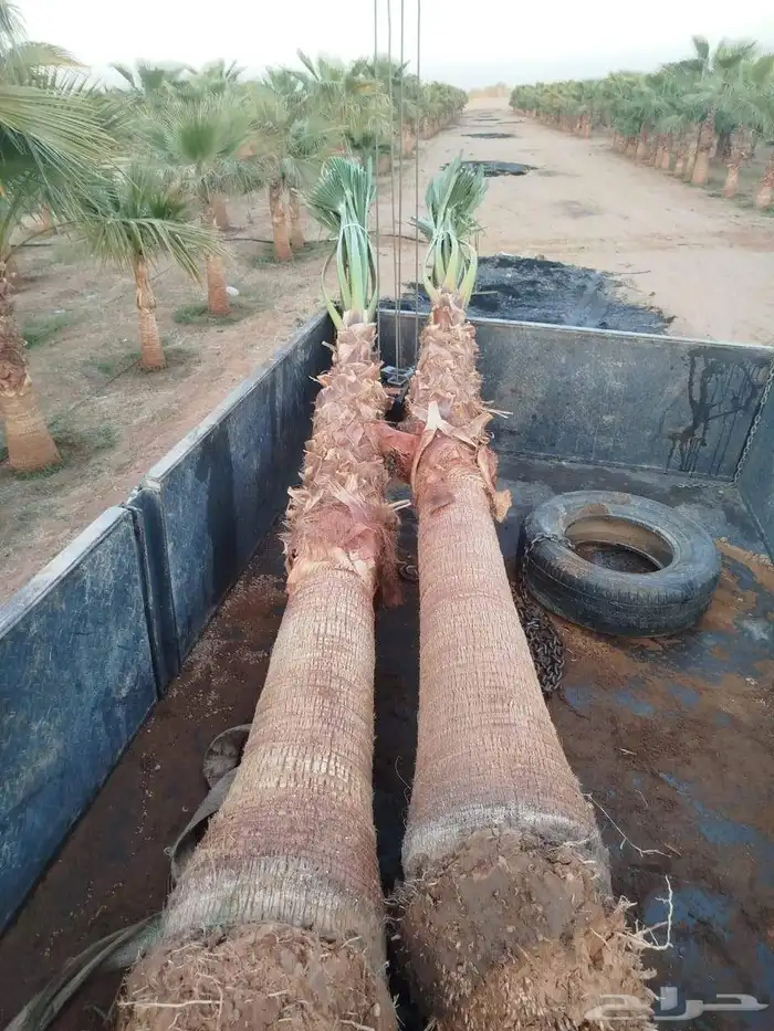 نخيل عربي وواشنطني شبوك ومضلات وسواتر وهناجر وأشجار زينه 2