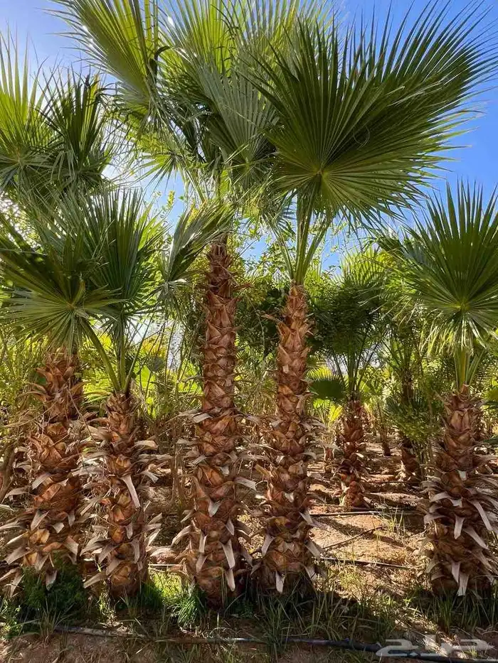 نخيل عربي وواشنطني شبوك ومضلات وسواتر وهناجر وأشجار زينه 3