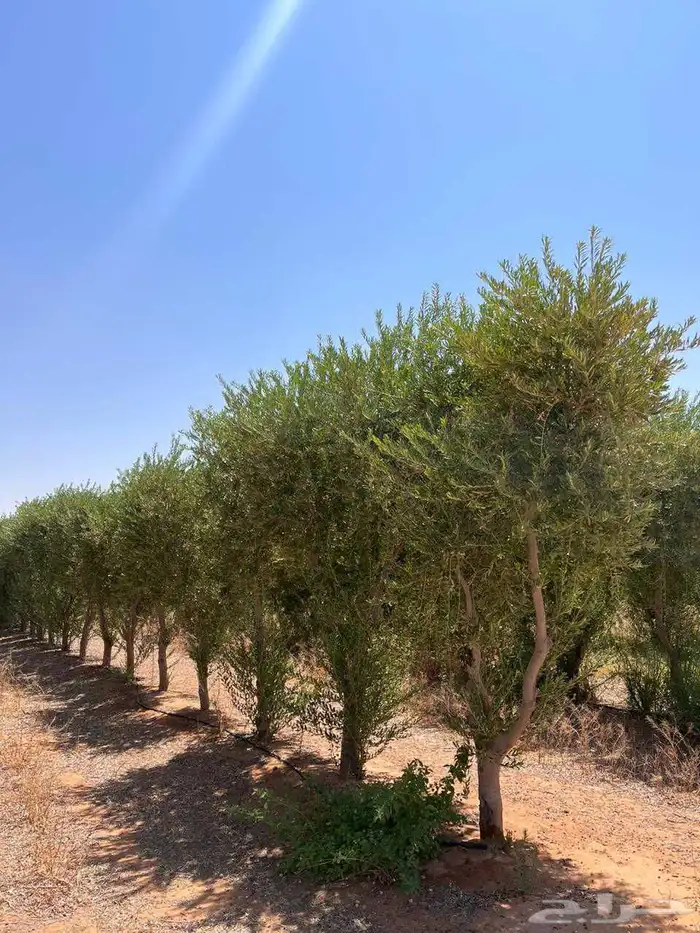 يوجد لديناء جميع انواع الاشجار لتوصل علا 1