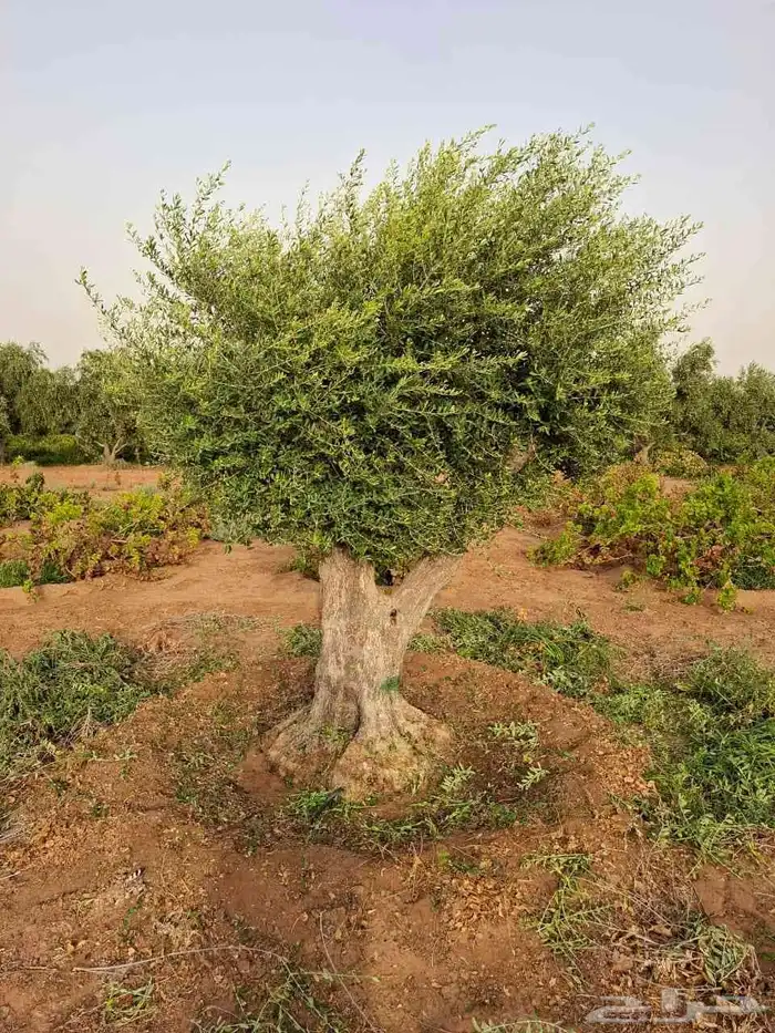 زيتون معمر للبيع لتواصل 1