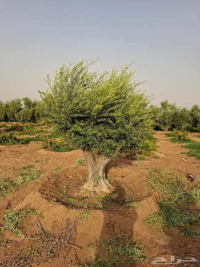 زيتون معمر للبيع لتواصل 3