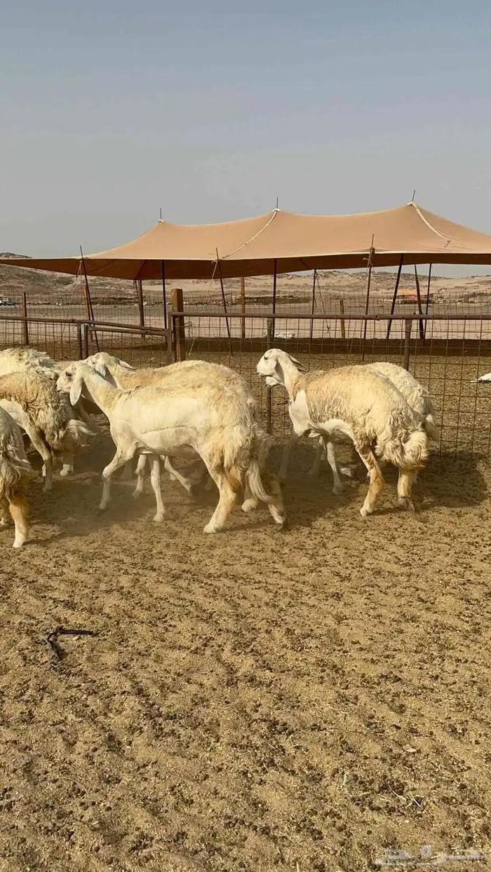 رخال حريات صنف الصنف عددها 13بالفحل تحتها 4 1