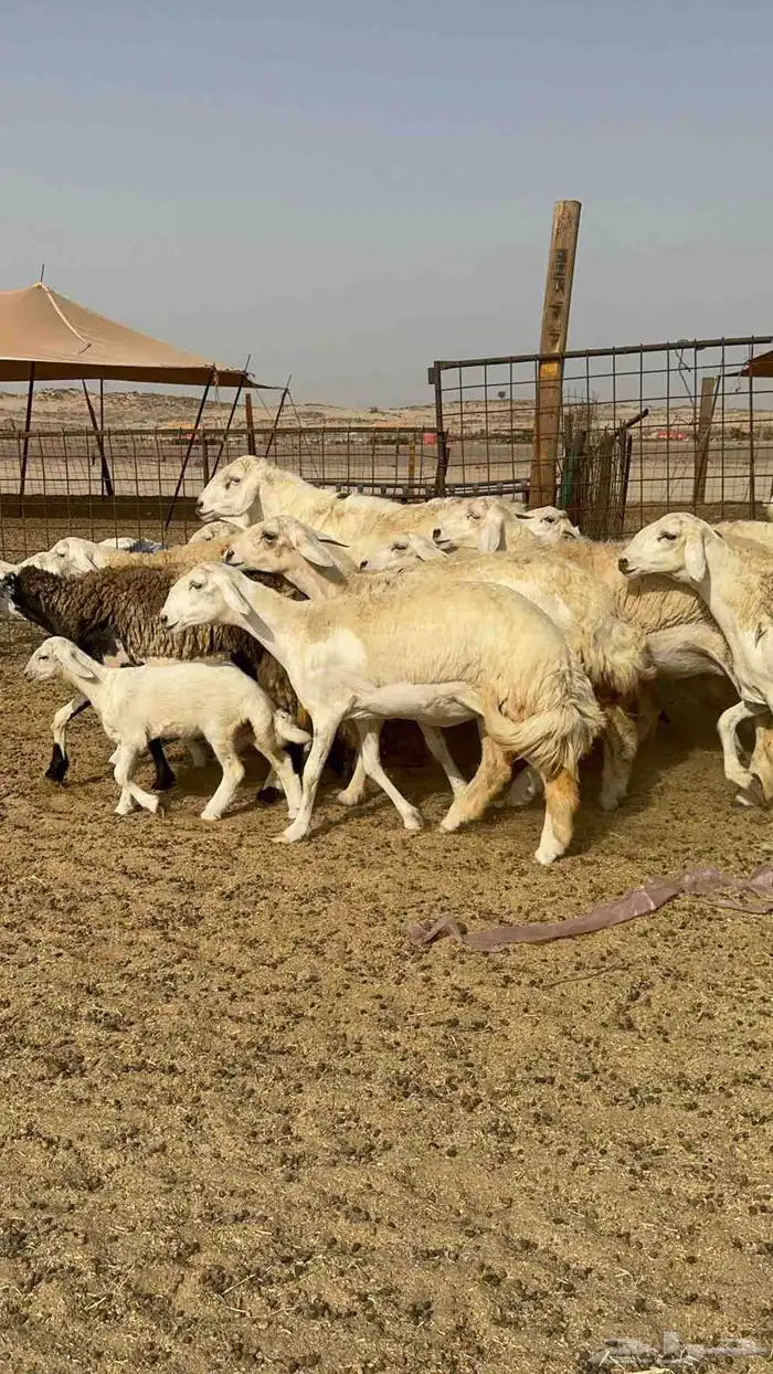رخال حريات صنف الصنف عددها 13بالفحل تحتها 4 3