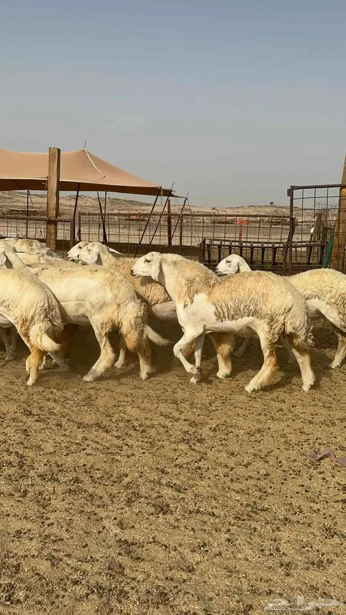 رخال حريات صنف الصنف عددها 13بالفحل تحتها 4 0