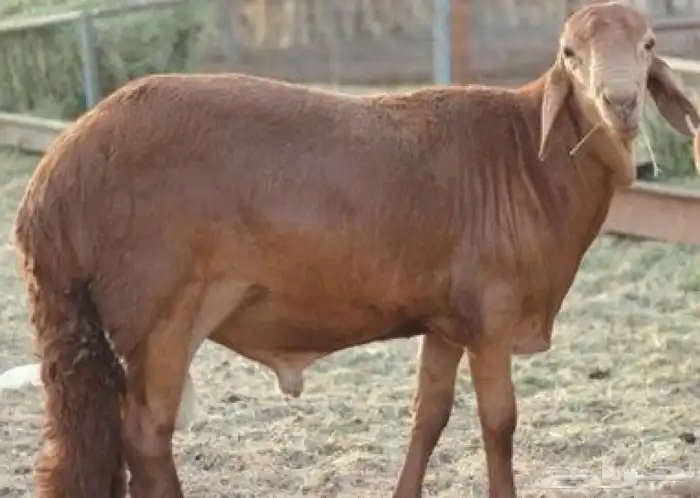 اغنام سواكن 0