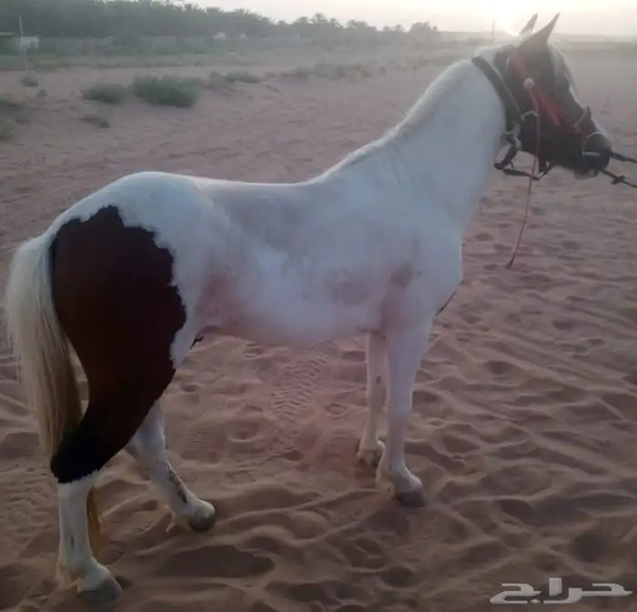 حصان بوني 4
