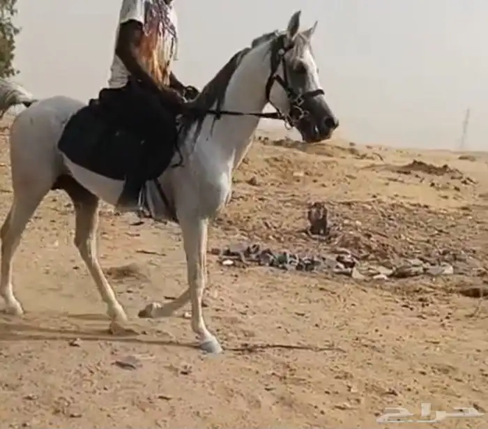 حصان شعبي 1