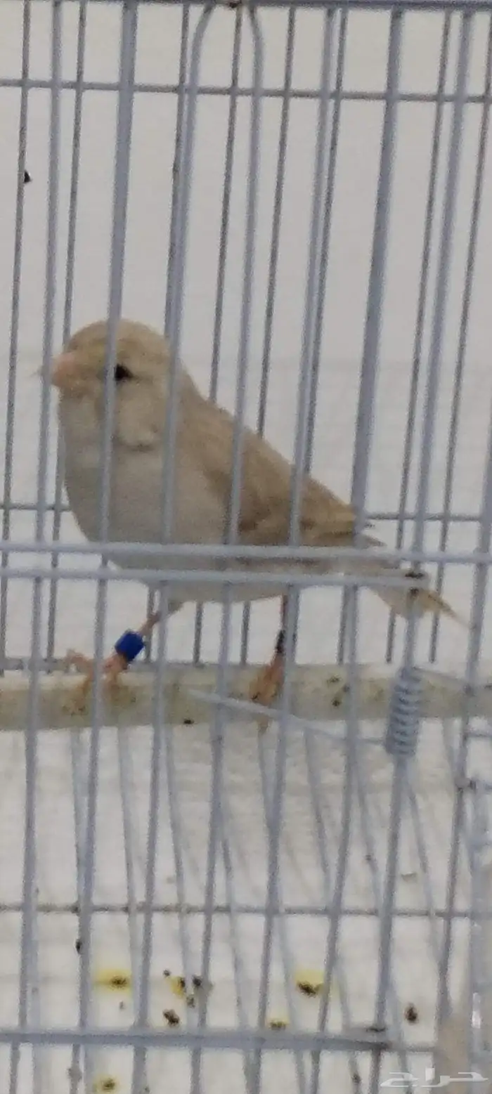 ذكركناري اوروبي مغرد على الشرط 0