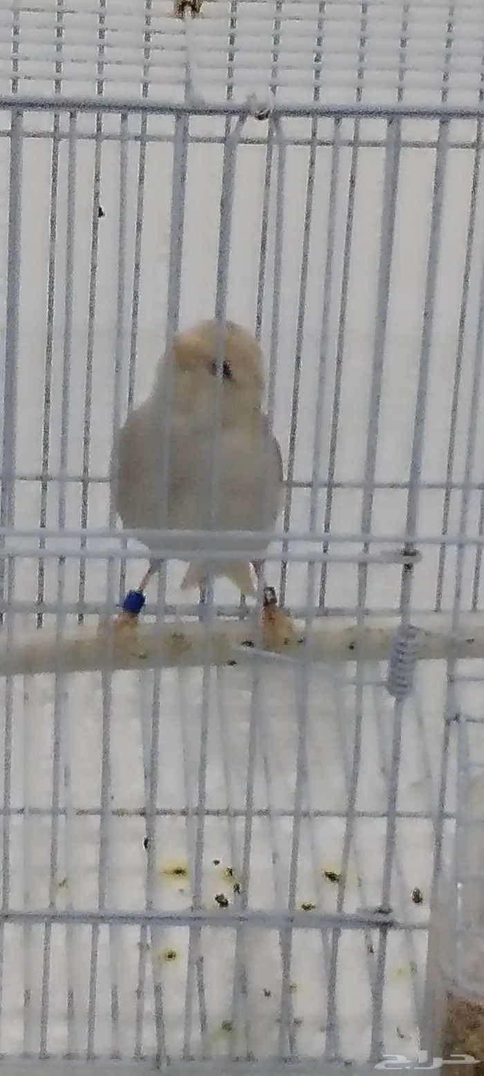 ذكركناري اوروبي مغرد على الشرط 2