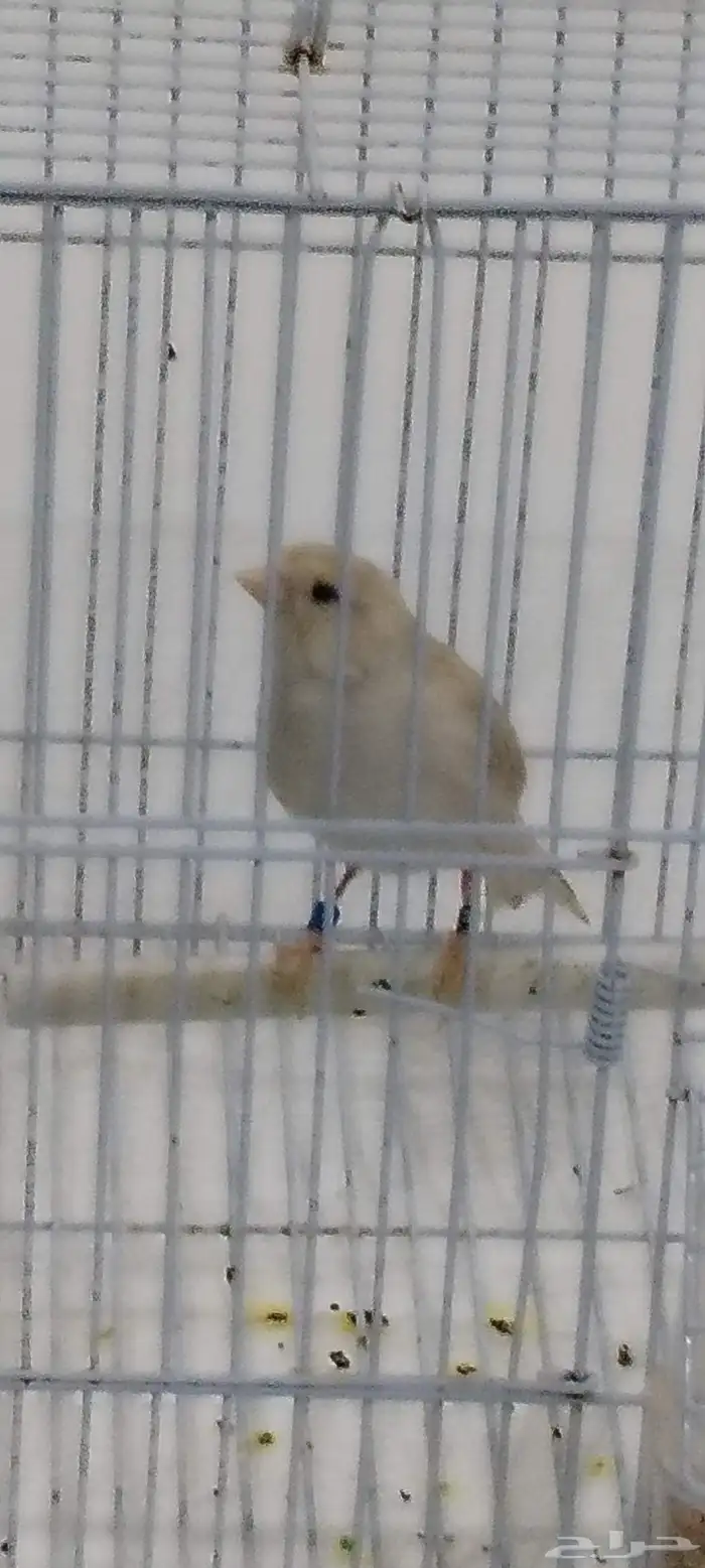 ذكركناري اوروبي مغرد على الشرط 1