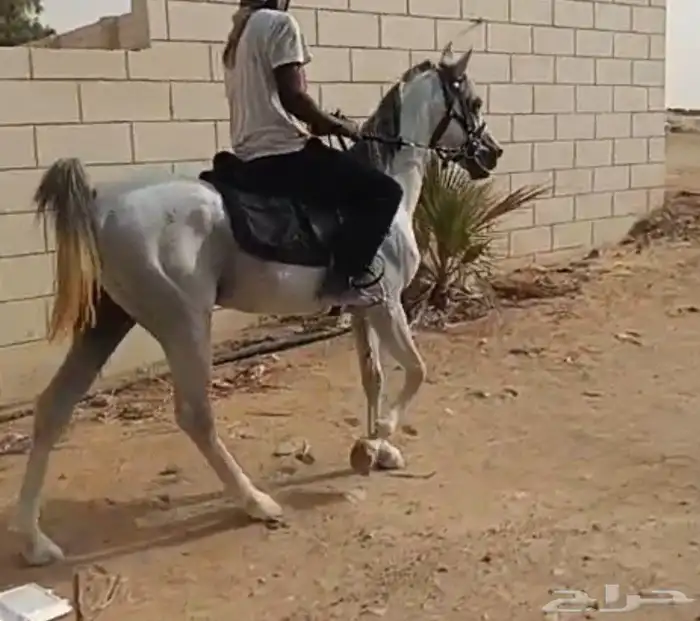 حصان شعبي 0