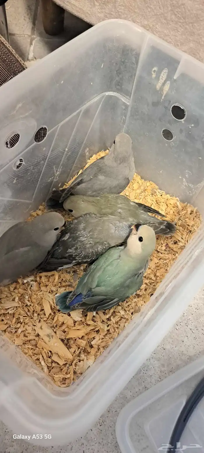 عرض علا فروخ روز وبادجي 0