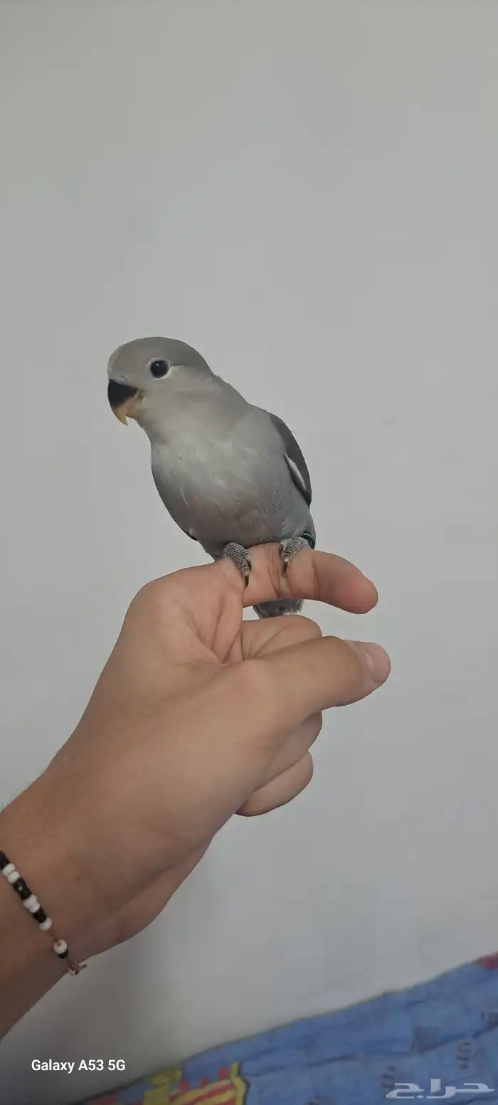 عرض علا فروخ روز وبادجي 3