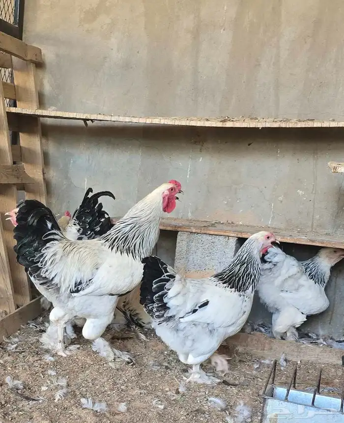 دجاج 0