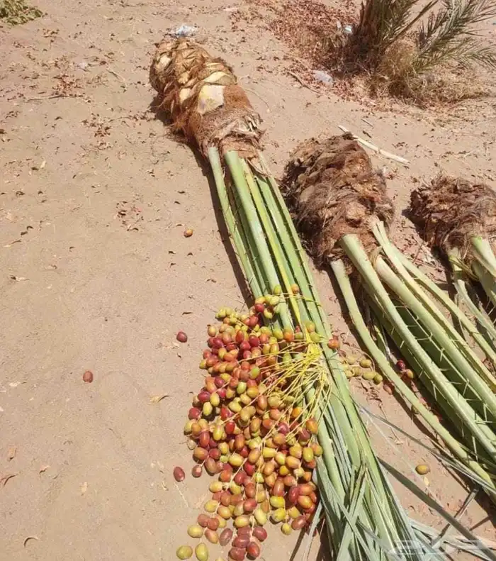 نخل واشنطني اسعار مناسبه للجميع نخيل مثمر عربي 6