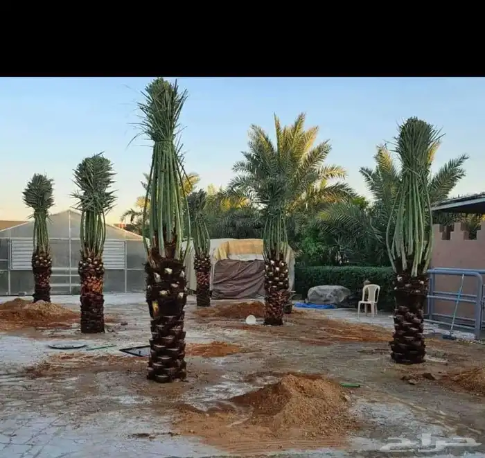 السلام عليكم يوجد لدينا جميع انواع النخيل المثمر وتركيب الشب 5