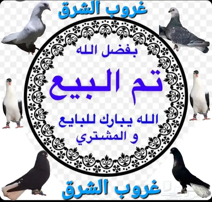 للبيع ببغاء دره هندي اليف 0
