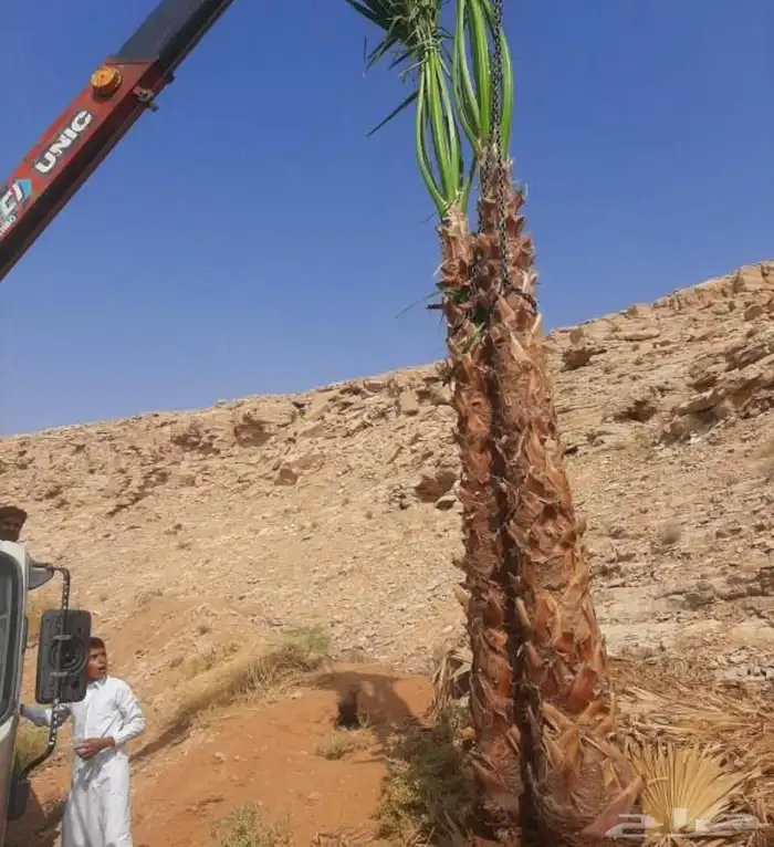 نخل واشنطني اسعار مناسبه للجميع نخيل مثمر عربي 1