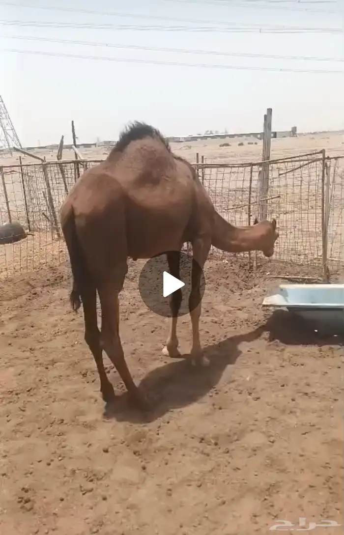 قعود ساحلي حمر فل شحم ولحم تبارك الله 1