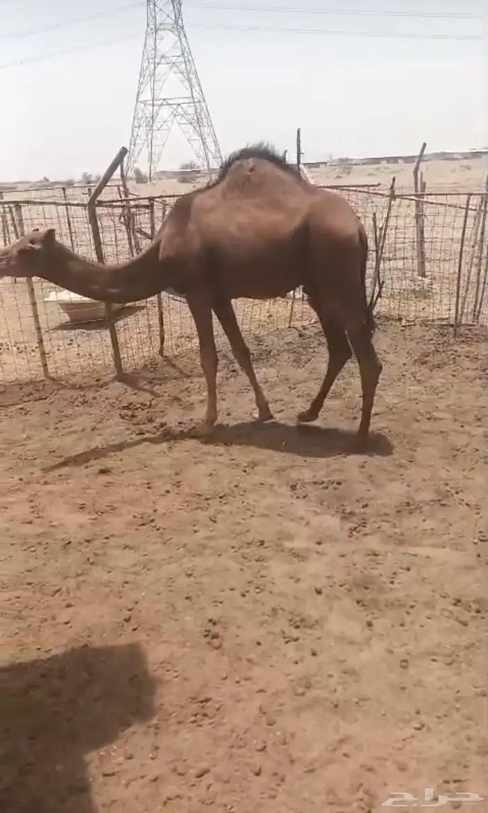 قعود ساحلي حمر فل شحم ولحم تبارك الله 0