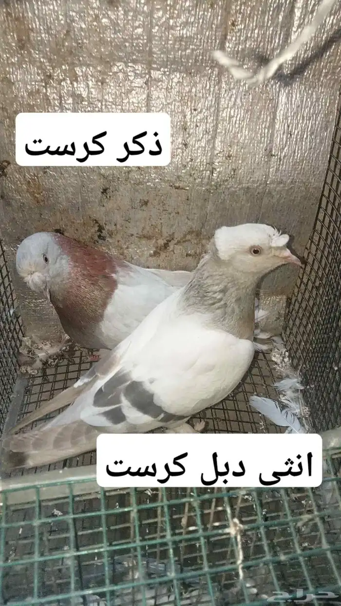 للبيع مجموعة اتراك قديمة واناث بالمغيسلة 2