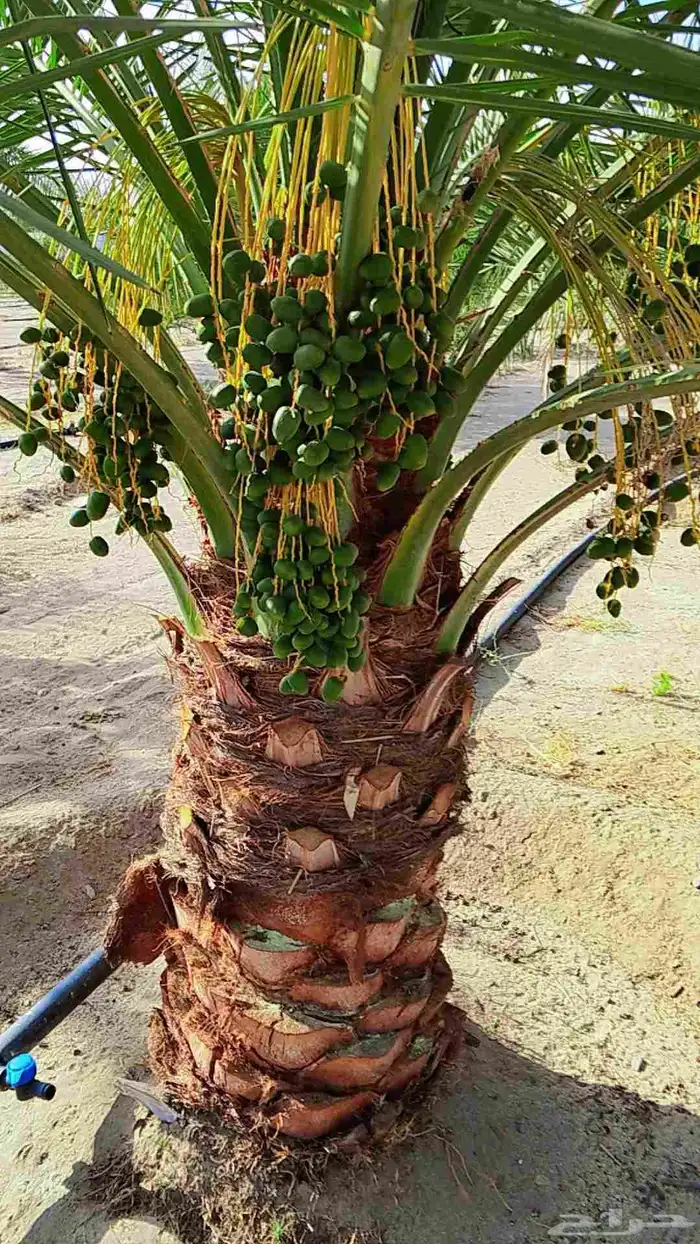 مقاول نخل وشبوك ومايخص الزراعه 4