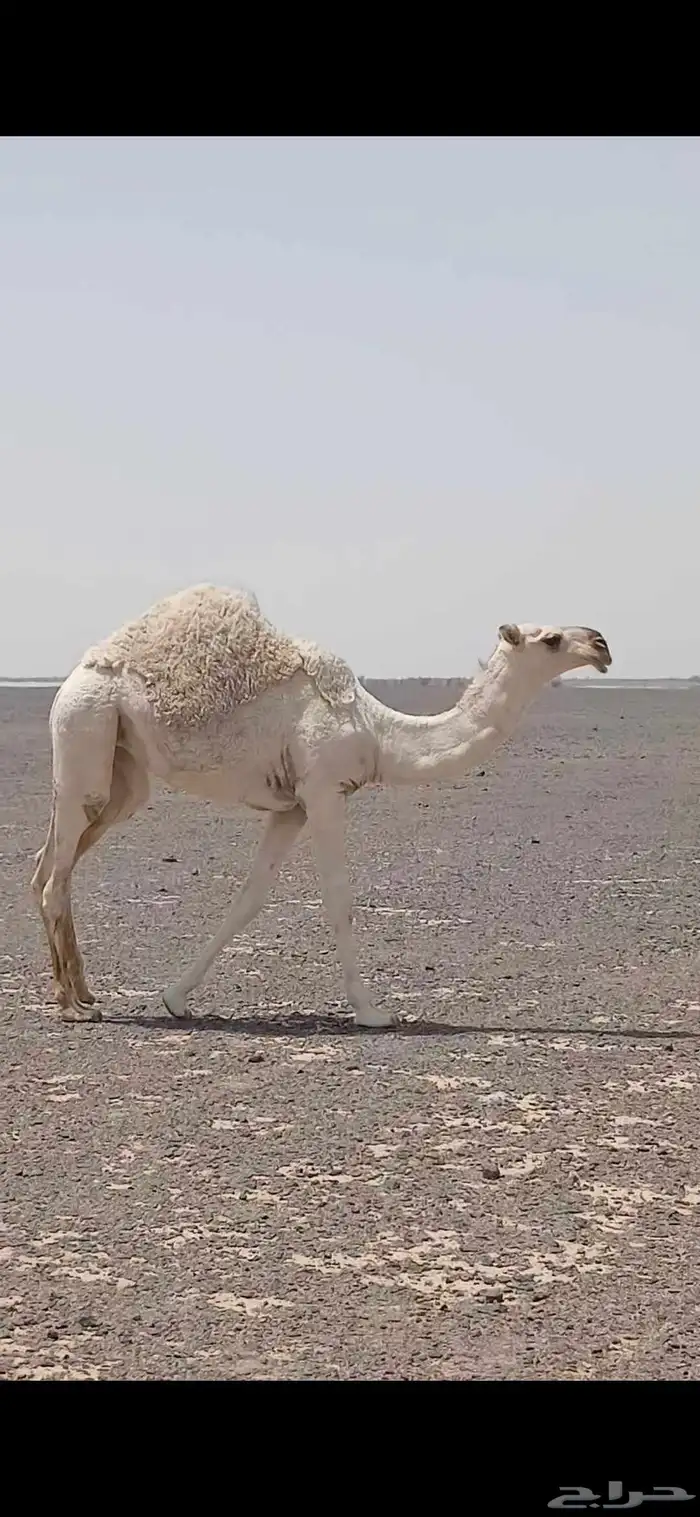 للبيع حواره 1