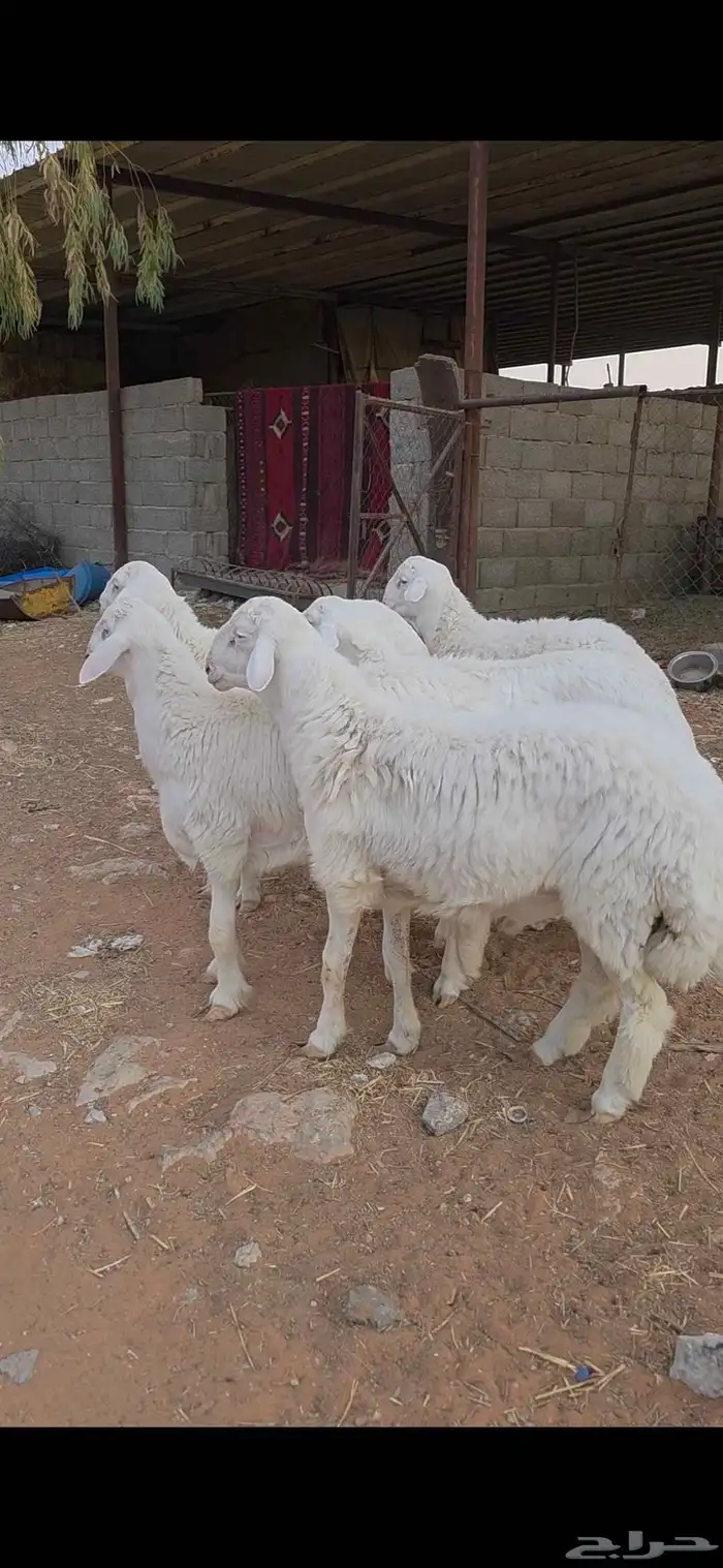 طليان حريات طيبه بالحيل أطراف وأشكال مشاريع فحول 8