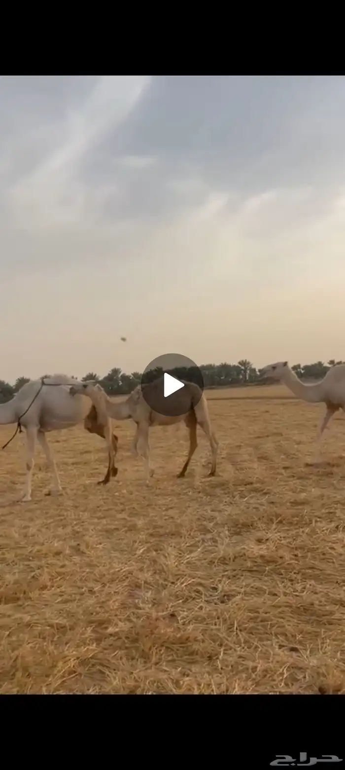 بكره وضحاء رمانيه 5
