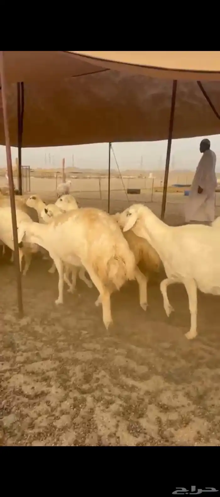 غنم حريات جنب دفيع مفاصيل 0