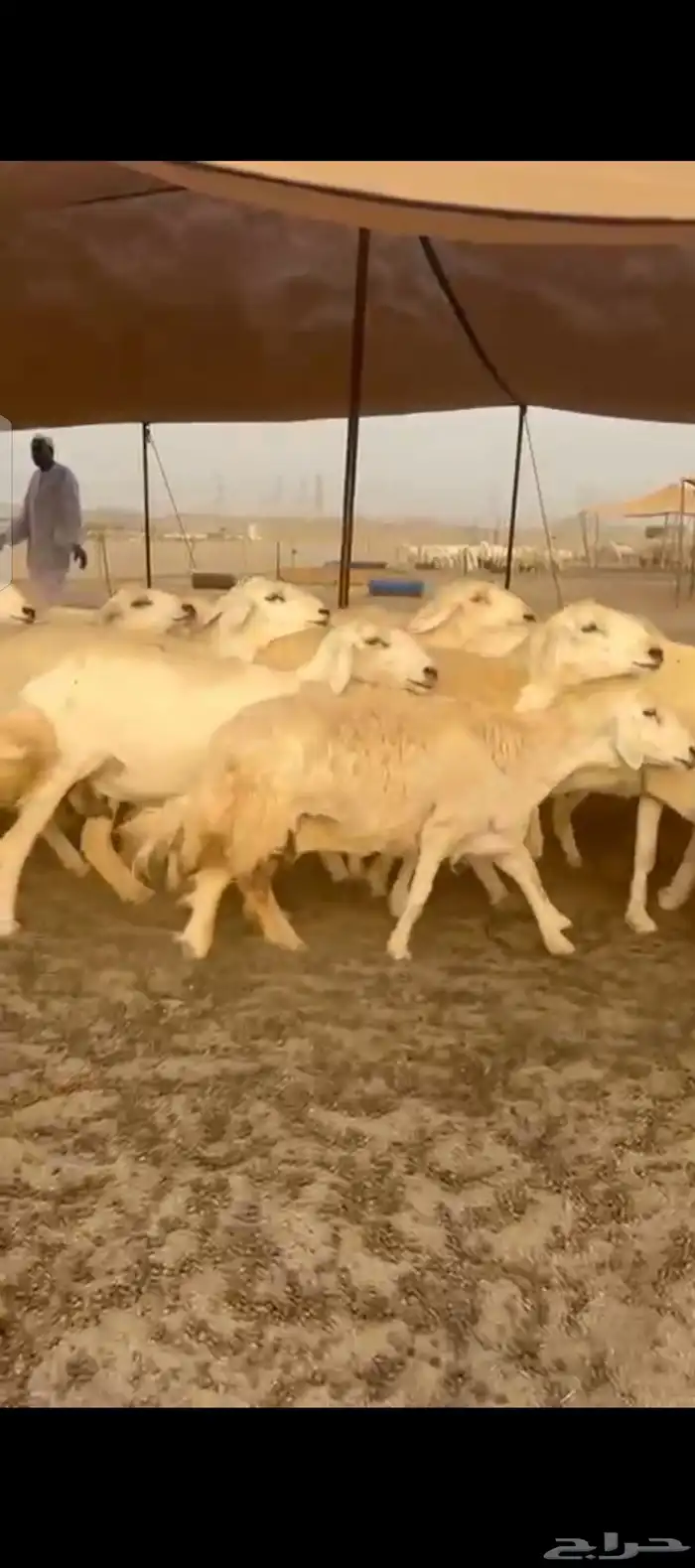 غنم حريات جنب دفيع مفاصيل 6