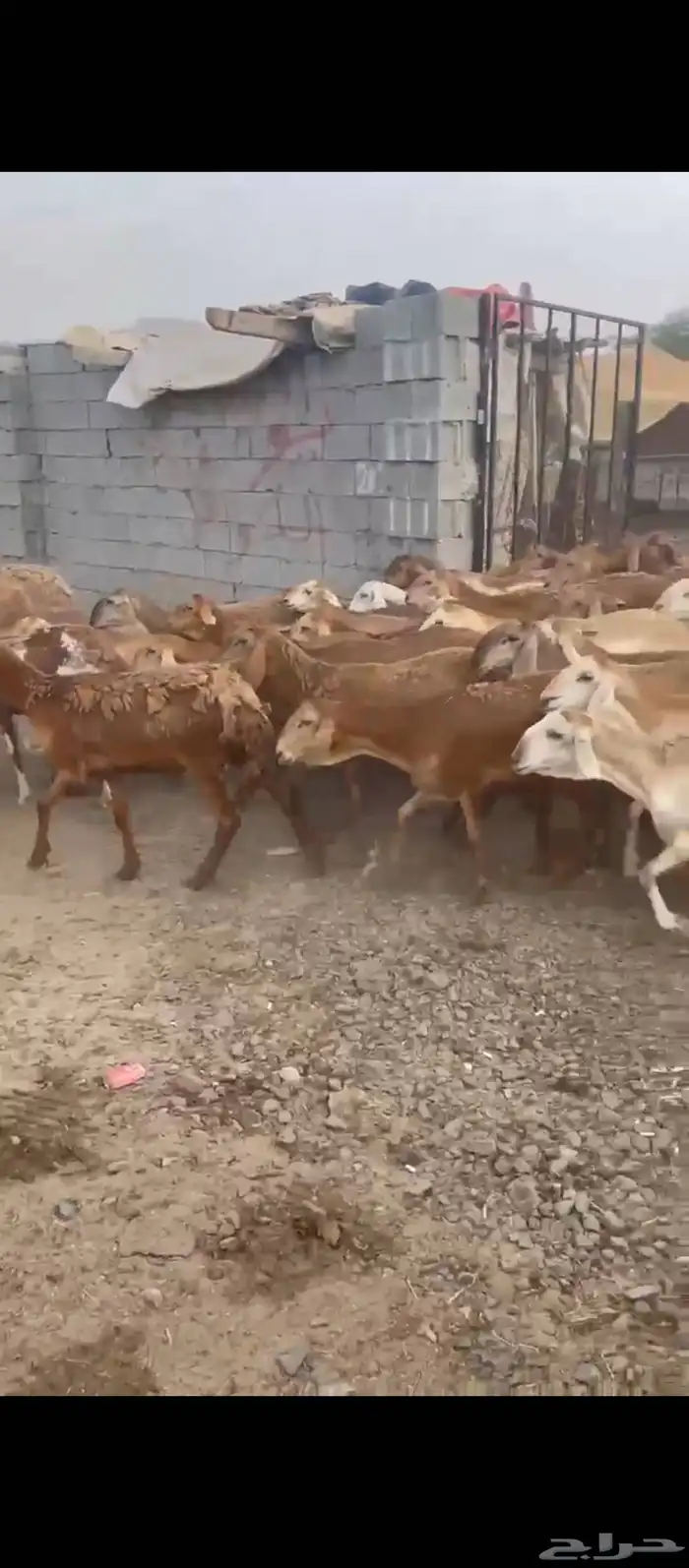 ضان سواكني حمري 3