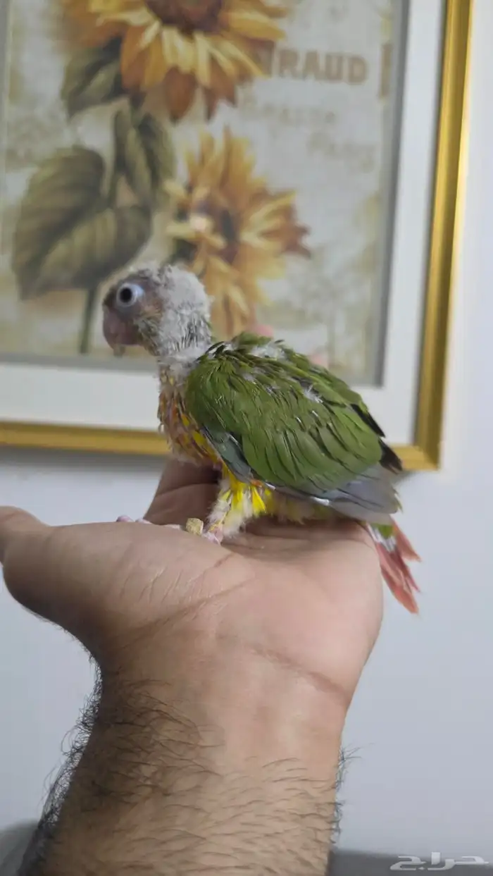 فرخ كنيور 3
