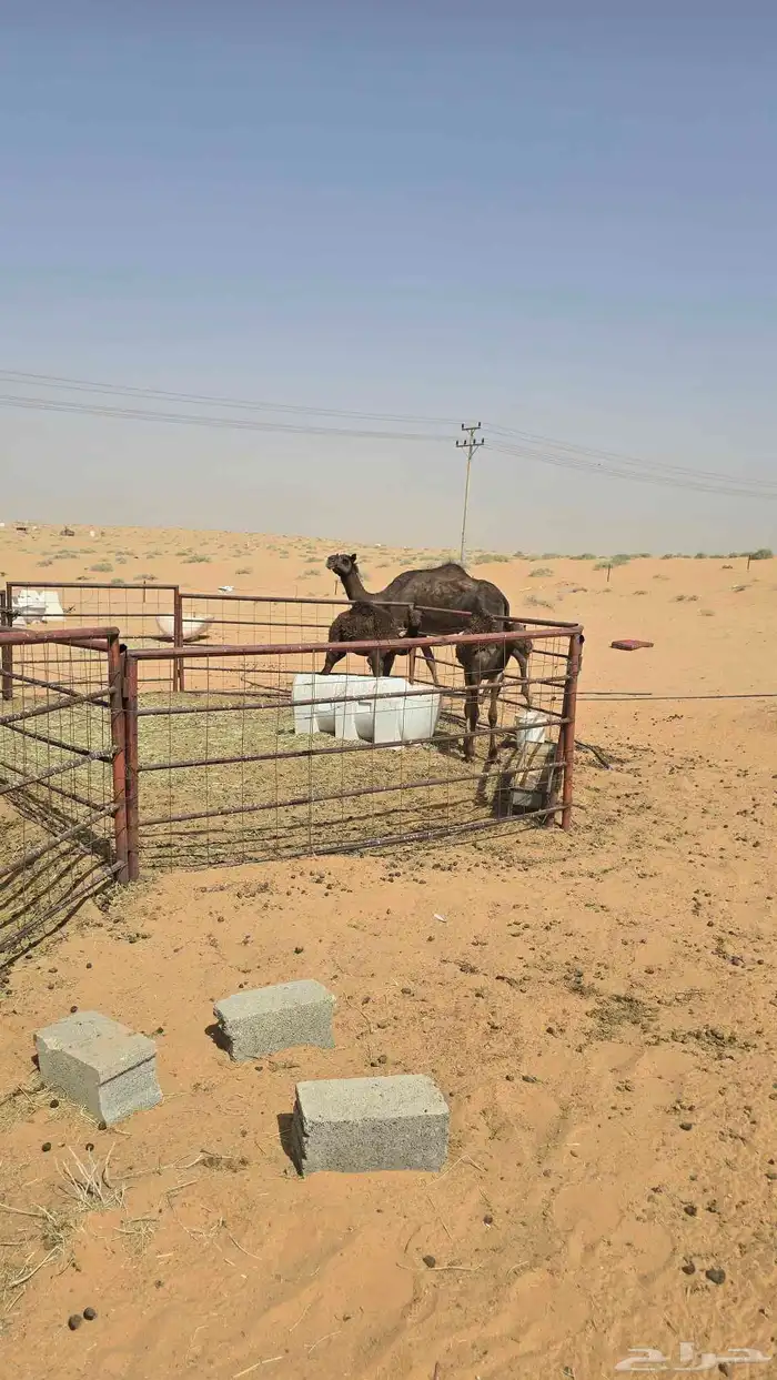 خلفه معها قعود وبكره 0