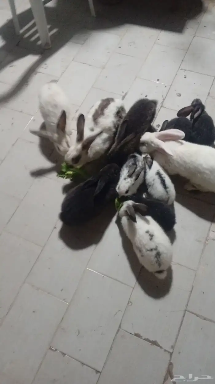 أرانب حجم كبير ماشاء الله 1