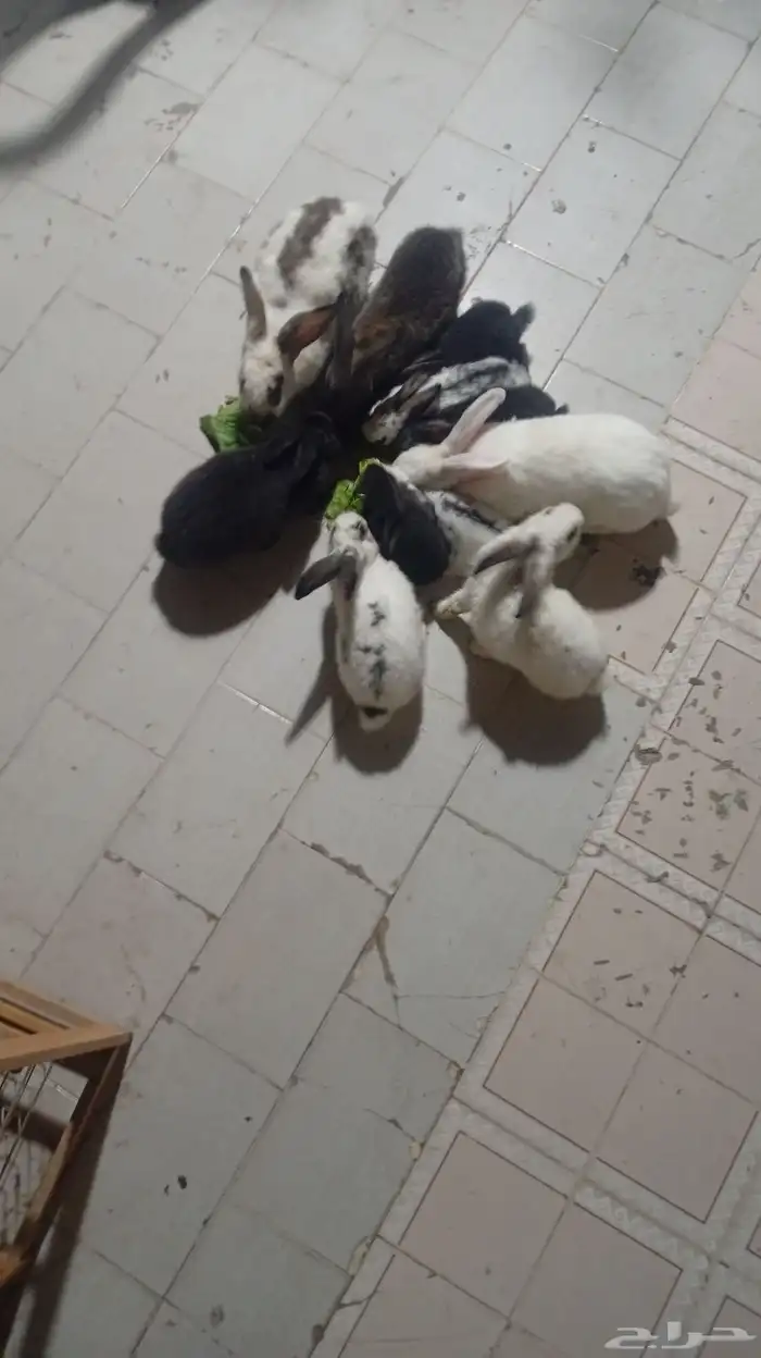 أرانب حجم كبير ماشاء الله 3