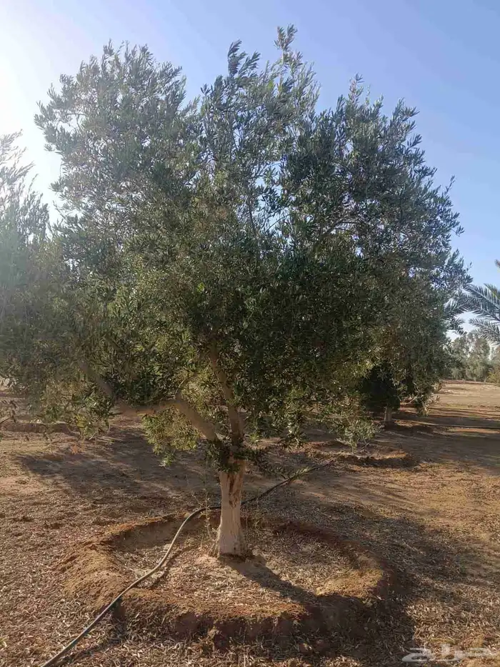 يوجد لديناء جميع انواع الاشجار لتوصل علا 3