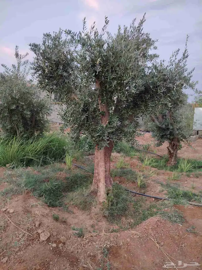 يوجد لديناء جميع انواع الاشجار لتوصل علا 0