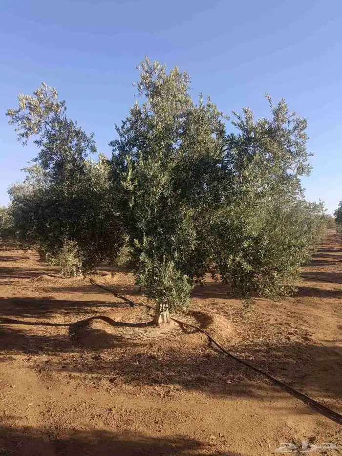 يوجد لديناء جميع انواع الاشجار لتوصل علا 4