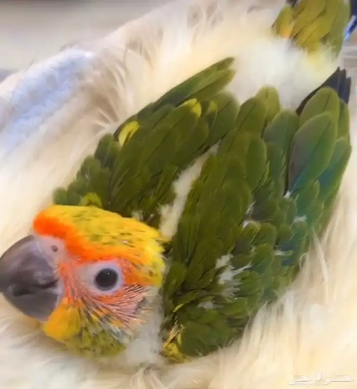 فرخ صن كنيور مميز. ((. تم البيع.)) 0