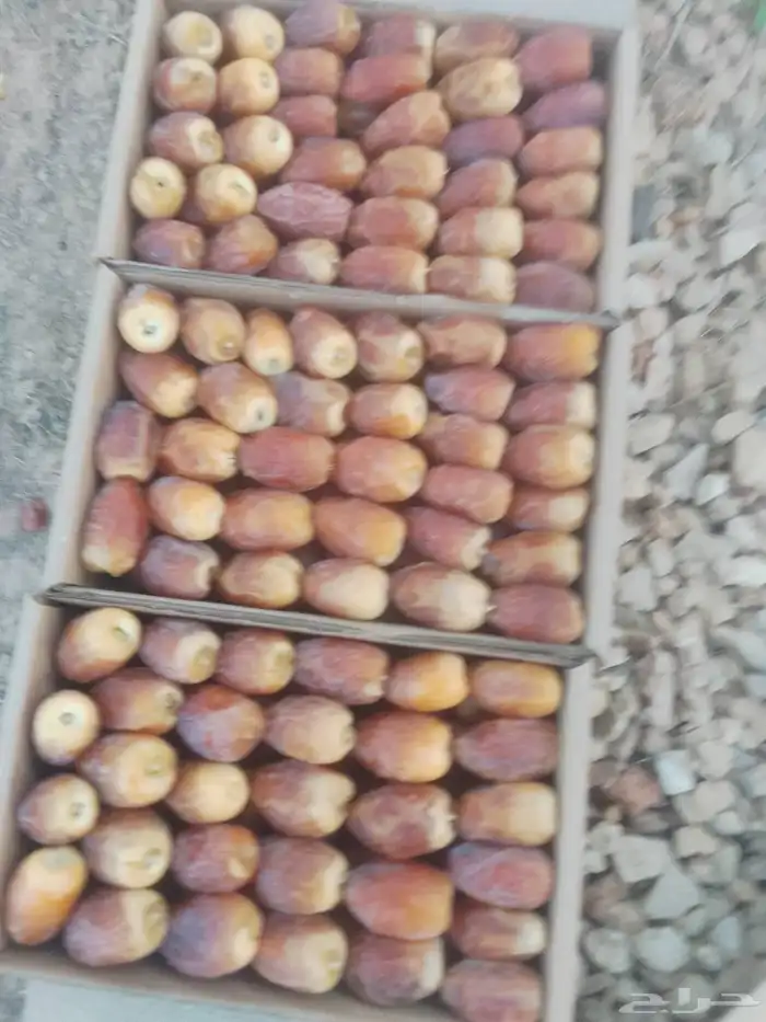 رطب في حريملاء 1