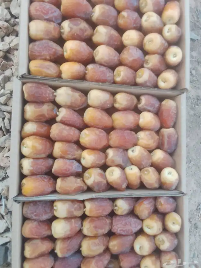 رطب في حريملاء 4