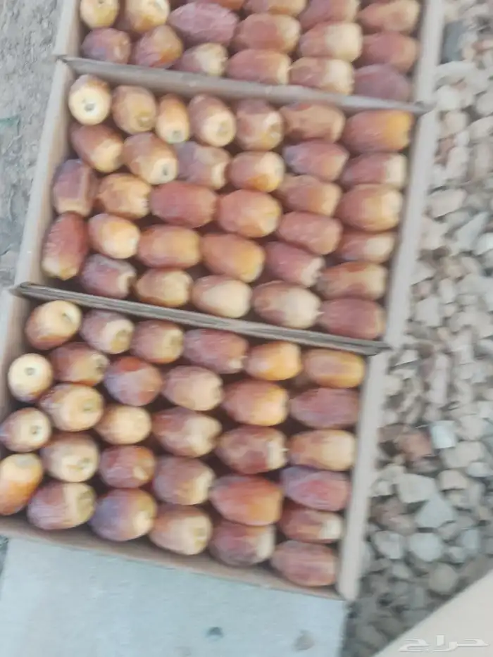 رطب في حريملاء 0