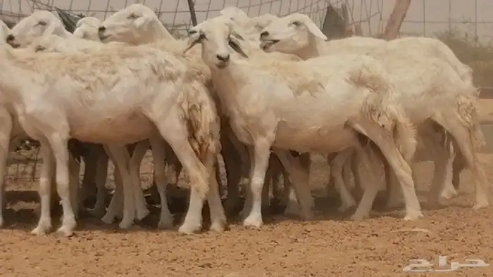 غنم حريات حرش مراح واحد جنب دفيع 26