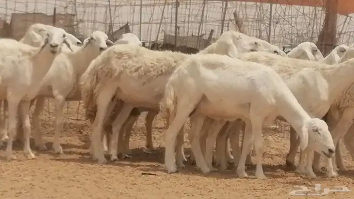 غنم حريات حرش مراح واحد جنب دفيع 5